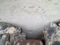 Carpenter Ant Infestation