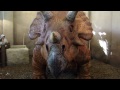 Triceratops Discovery Trail returns to IOA (VIDEO #2)
