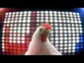 baile de la gallina