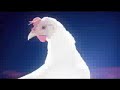 baile de la gallina