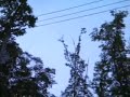 Traumerai トロイメライ 子供の情景