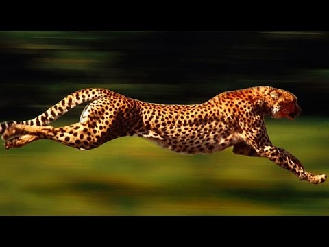 25 Fastest Land Animals