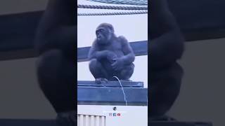 Funny Video Shorts