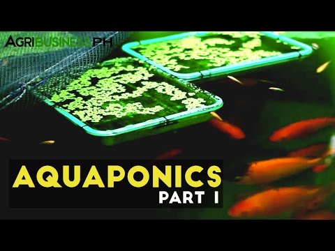 Diy Aquaponics | How To Save Money And Do It Yourself!