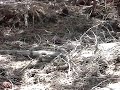 Rattle Snake Eating Squirrel Video Rattle Snake Eating Squirrel Video