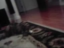 My Cat is Afraid of a Paintball Jammer
