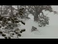 5 Feet in Jackson Hole - KGB Productions