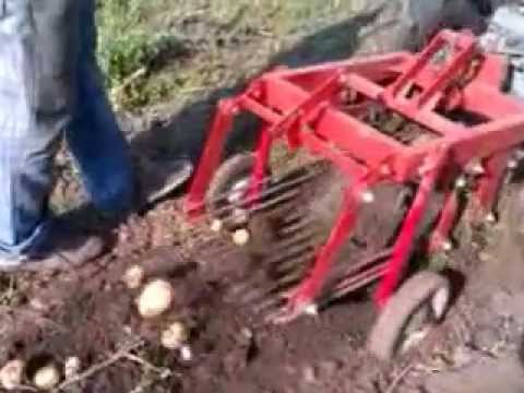 Картофель синеглазка описание сорта, характеристика, отзывы Как делается посадка картофеля мотоблоком с окучником, видео