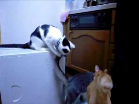 Animal Video - Very Funny Cats 86