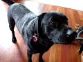 Kodi the black lab whining to go the park