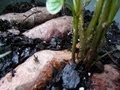 How To Grow Sweet Potatoes in Containers - The Easy Way!!!