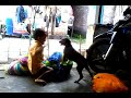 Tarung Dengan Anjing images Tarung Dengan Anjing