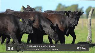 LOTE 34 - VENTRES ANGUS - LEILÃO SÃO BIBIANO 2021