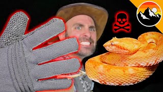 Bite Proof? Venomous Snake Vs. Gloves!