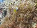 Happy Nemo in Byron Bay; AKA Anemone Fish