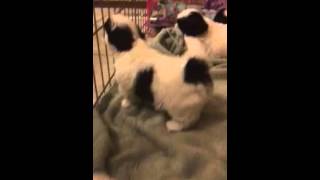 Shih Tzu Puppies - 4 Weeks - 2