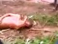 image Berzina Diperkebunan Jawa Timur