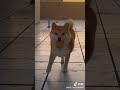 Sunset, Shiba and You