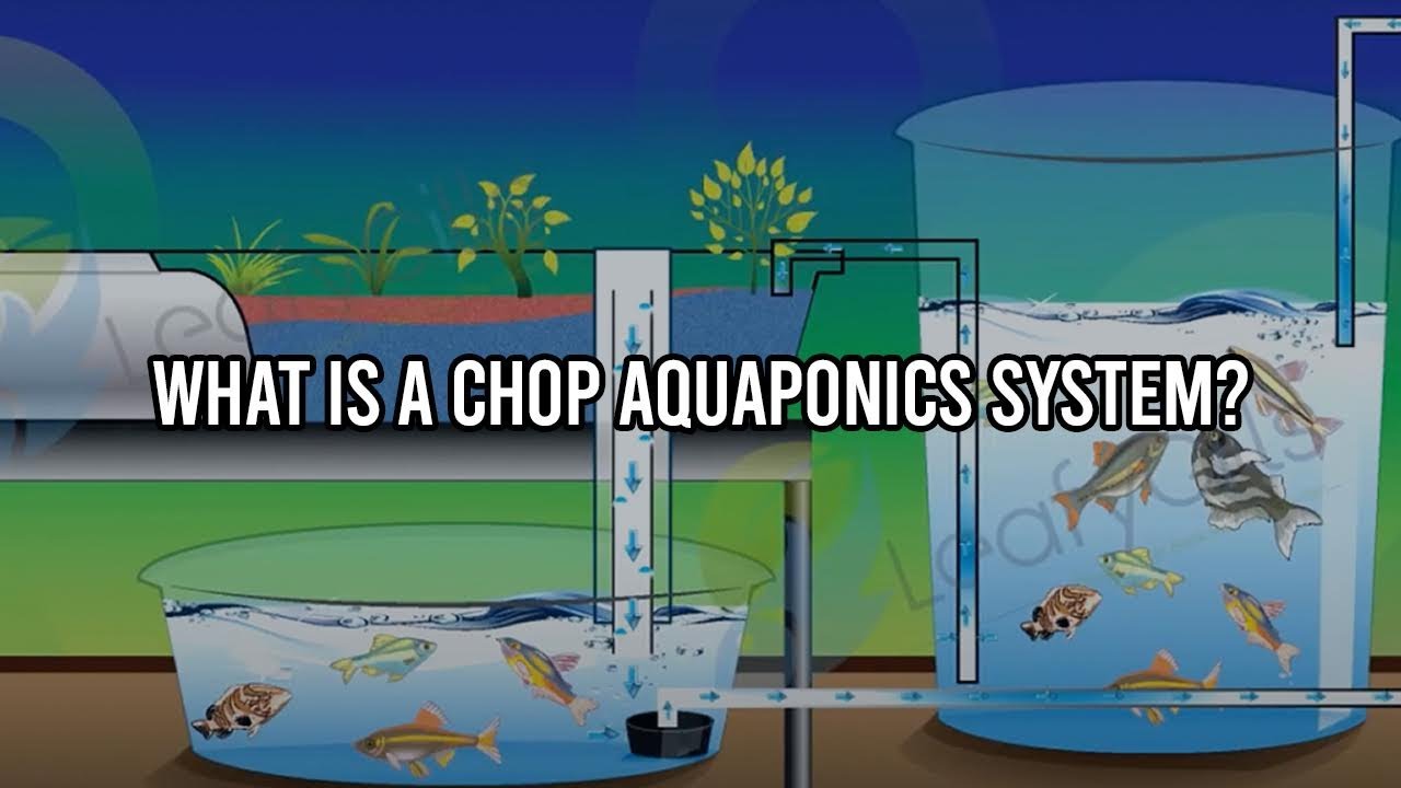What is a CHOP Aquaponics System? - YouTube