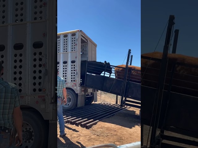 Watch Grazing Season is Open on Cimarron Bluff WMA on YouTube.