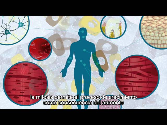 Watch Ciclo celular: mitosis (subtitulado) on YouTube.