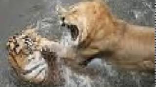 Watch Shaggy Lust video