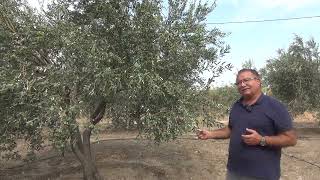 Zeyti̇ Yağ Ucuzlayacak Kaya Kardeşler 9