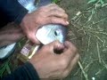 Mancing Ikan Nila Umpan Lumut Di Sungai images Mancing Ikan Nila Umpan Lumut Di Sungai