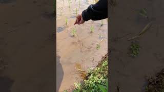 Mancing Belut Panas