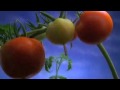 The Future Of Food