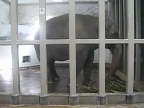 いしかわ動物園の象　Elephant　Ishikawa Zoo