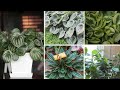 Beautiful indoor natural plants