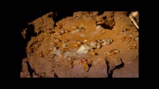Bugs Trailer