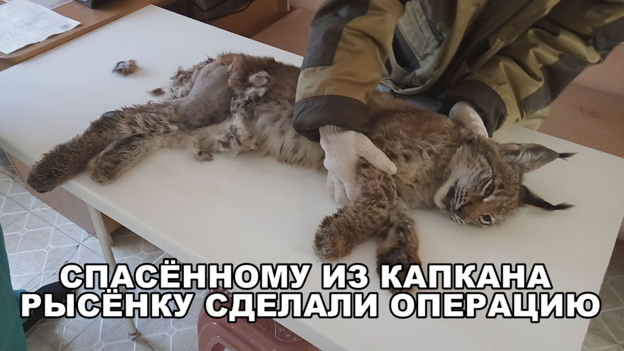 СПАСЁННОМУ ИЗ КАПКАНА РЫСЁНКУ СДЕЛАЛИ ОПЕРАЦИЮ