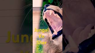 Jungle Ke Sher Rk Sehrawat New Song Meenu Raj New Haryanvi Song 2025