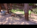 AJAcademy Hyena Adoption