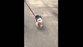 Meet Margo 13 Year Old Beagle For Adoption In Nyc