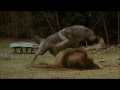 Wilki Film images Wilki Film