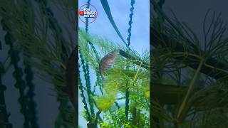 The Best Fish For Algae Control