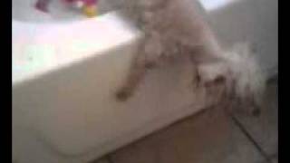 This Is An Mms Message. Dog Stuck In Bathtub