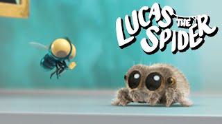 Meet Lucas The Spiders Friend Findley