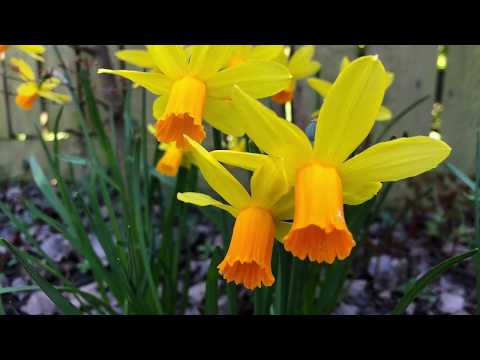 A Tour Around An English Garden In Spring