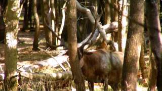 Brame Du Cerf