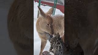 Кали Не Ешь Кота 😭 #Cat #Deer #Cute #Angry