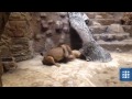 Szok! Lwica zagryziona na oczach świadków w gdańskim zoo