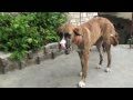 IFAW / ARCH Haiti Animal Relief Efforts - Six Month Update