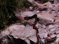 image Snake Fight To Death Cape Cobra Puff Adder