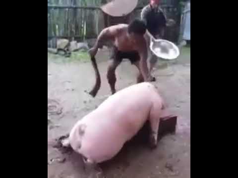 Свинья Трахает Шлюху