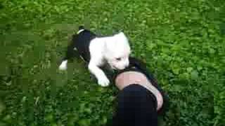 5 Week Old Pit Bullboston Terrier Puppy