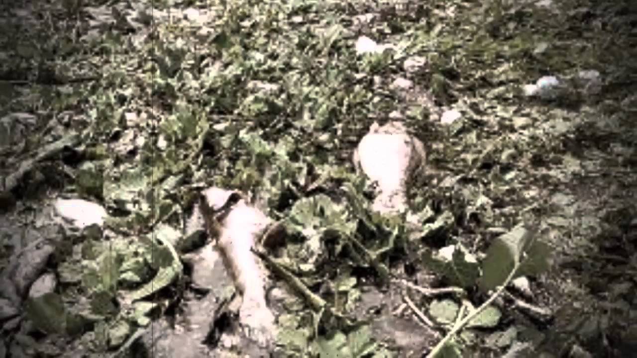 ปัญหามลพิษทางน้ำ - YouTube